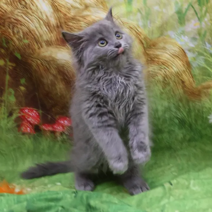 Male Persian kitten named Smokey for sale at Petland Monroeville.