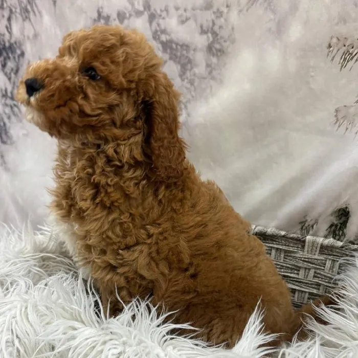 Male Mini Goldendoodle Puppy for Sale in Monroeville, PA