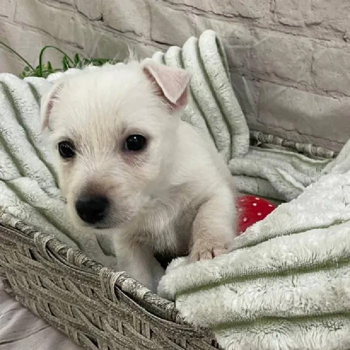 Male West Highland White Terrier Puppy for Sale in Monroeville, PA