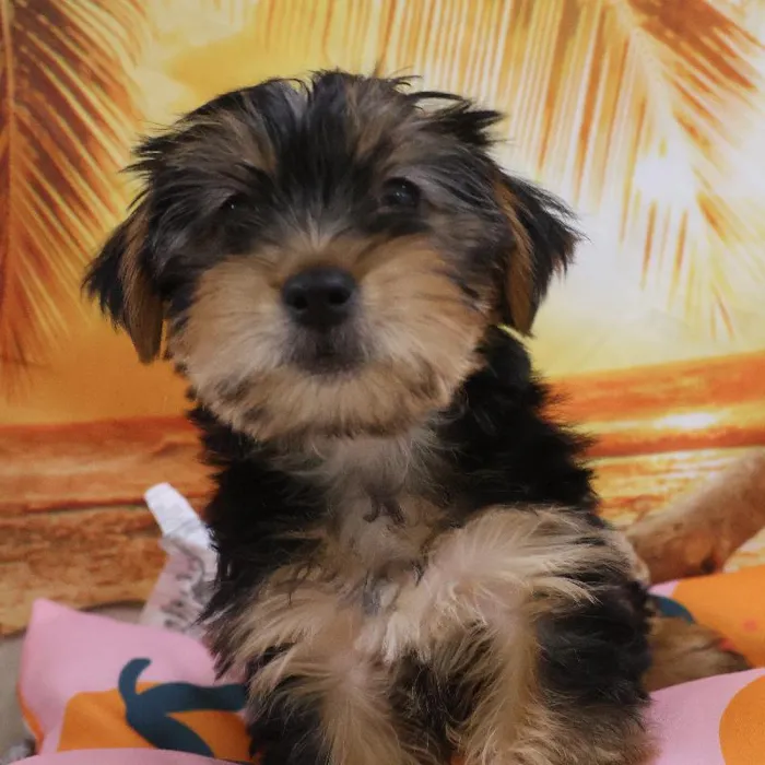 Male Yorkie Puppy for Sale in Monroeville, PA