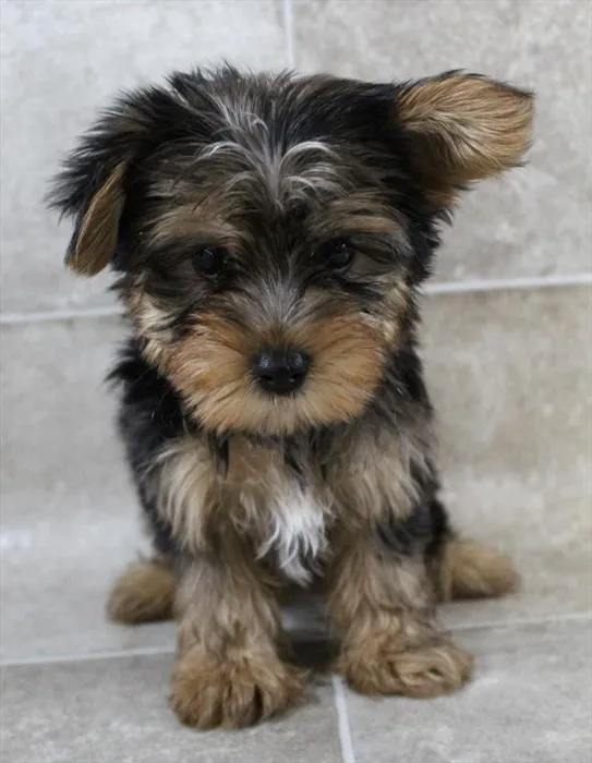 Male Yorkie puppy for sale at Petland Monroeville.
