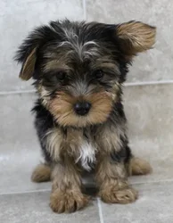 Male Yorkie puppy for sale at Petland Monroeville.