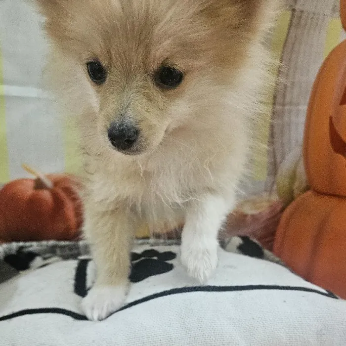 Female Pomeranian Puppy for Sale in Monroeville, PA