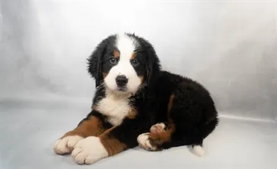 Male Bernese Mountain Dog puppy for sale at Petland Monroeville.