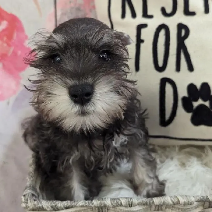 Female Mini Schnauzer Puppy for Sale in Monroeville, PA
