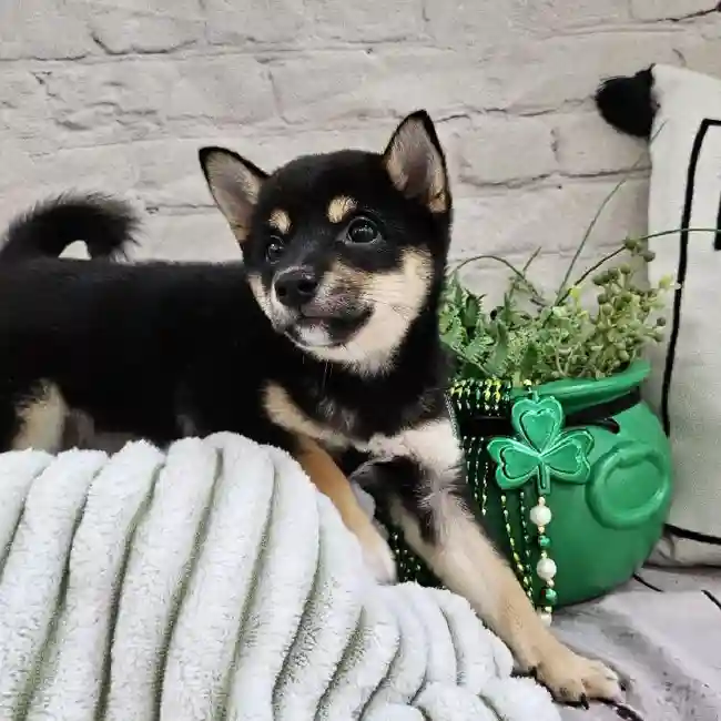 Female Shiba Inu Puppy for Sale in Monroeville, PA