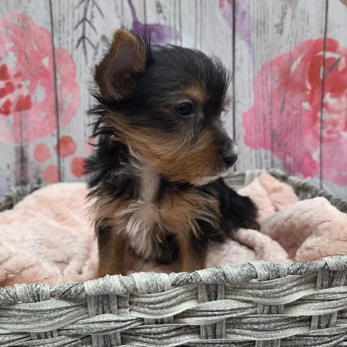 Male Yorkie Puppy for Sale in Monroeville, PA