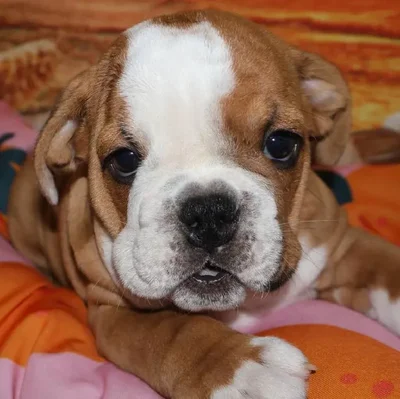 Male English Bulldog Puppy for Sale in Monroeville, PA