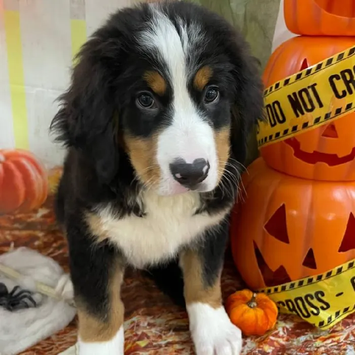 Male Bernese Mountain Dog Puppy for Sale in Monroeville, PA