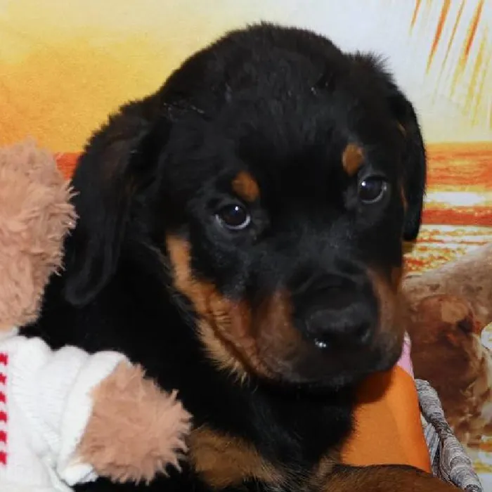 Female Rottweiler puppy named Rosita for sale at Petland Monroeville.