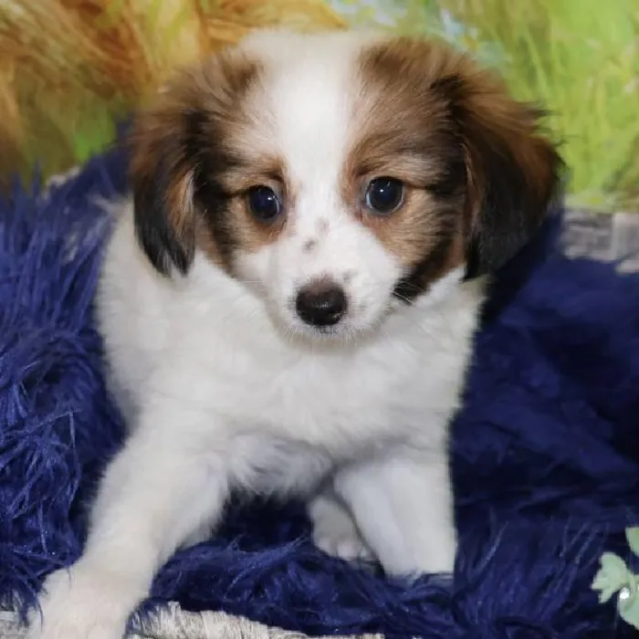 Male Papillon puppy named Jesse for sale at Petland Monroeville.