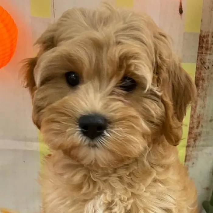 Female Cavapoo Puppy for Sale in Monroeville, PA