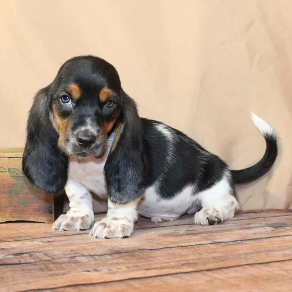 Male Basset Hound puppy named Thomas for sale at Petland Monroeville.