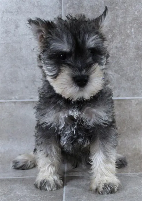 Male Mini Schnauzer puppy named Dennis for sale at Petland Monroeville.