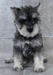 Male Mini Schnauzer puppy named Dennis for sale at Petland Monroeville.
