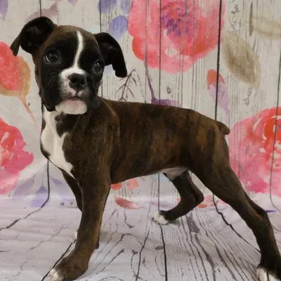 Male Boxer Puppy for Sale in Monroeville, PA