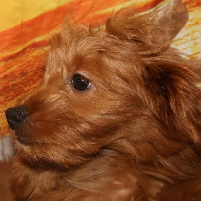Female Mini Goldendoodle Puppy for Sale in Monroeville, PA