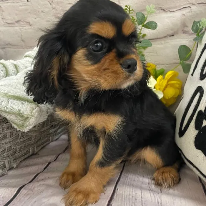 Female Cavalier King Charles Spaniel Puppy for Sale in Monroeville, PA