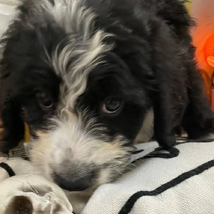 Female Bernedoodle Puppy for Sale in Monroeville, PA