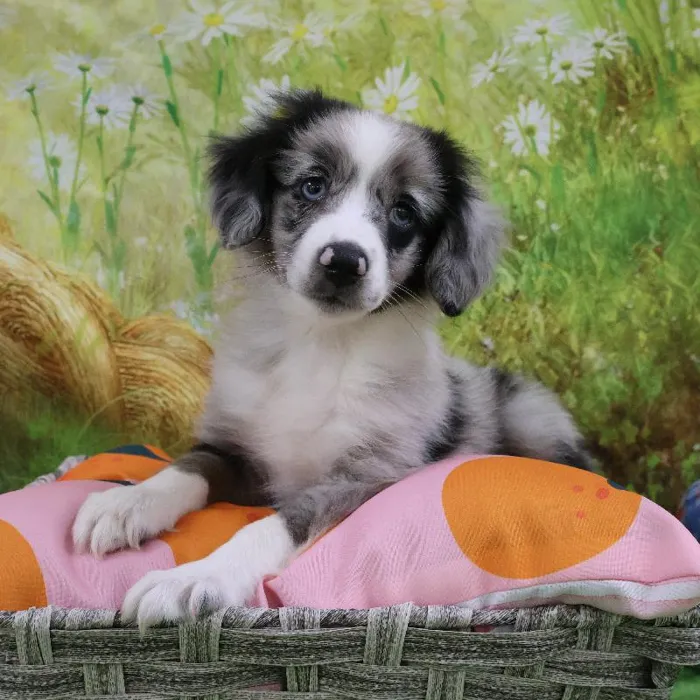 Male Miniature Australian Shepherd puppy named Beta for sale at Petland Monroeville.