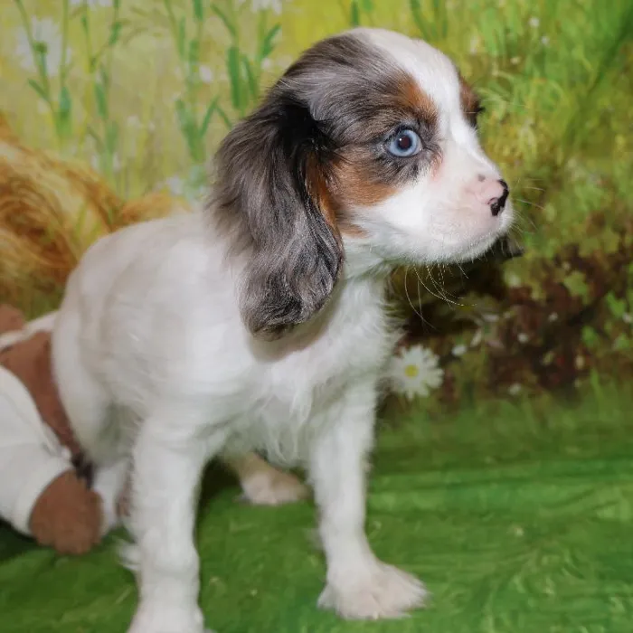 Male Cavalier King Charles Spaniel puppy named Shane for sale at Petland Monroeville.