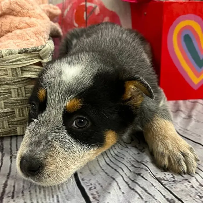 Female Australian Cattle Dog Puppy for Sale in Monroeville, PA