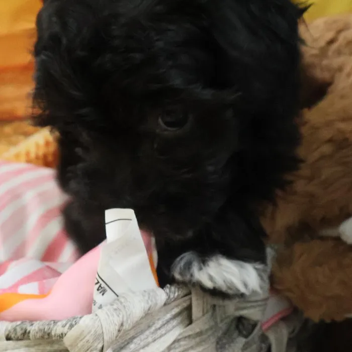 Female Maltipoo Puppy for Sale in Monroeville, PA