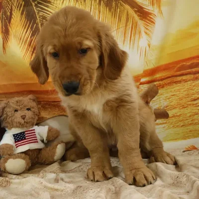 Female Golden Retriever Puppy for Sale in Monroeville, PA