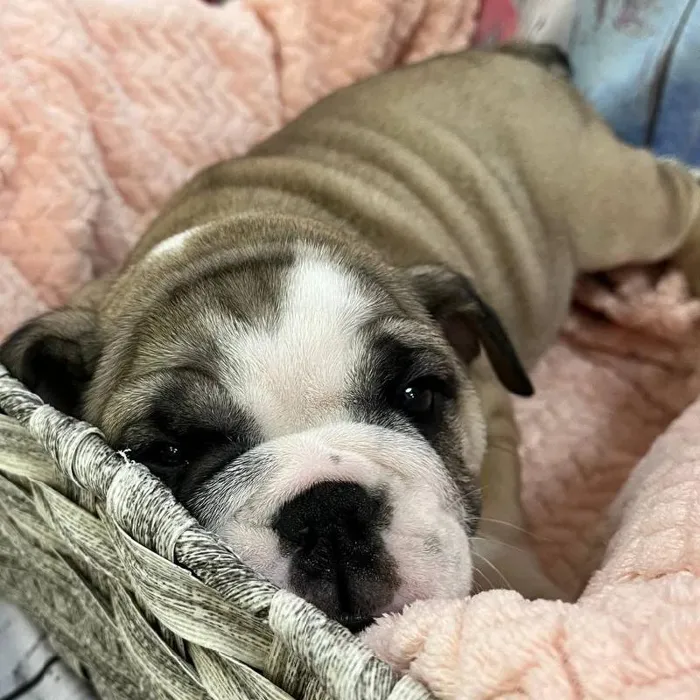 Female English Bulldog Puppy for Sale in Monroeville, PA