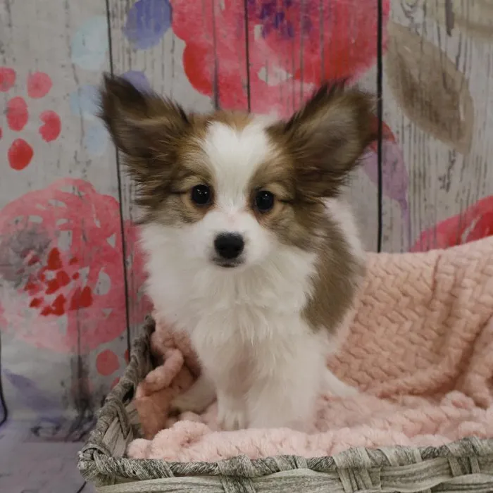 Male Papillon Puppy for Sale in Monroeville, PA
