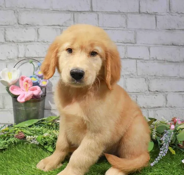 Male Golden Retriever puppy named Mark for sale at Petland Monroeville.