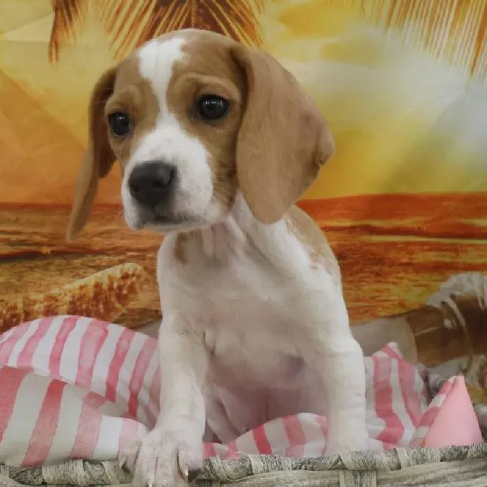 Female Beagle Puppy for Sale in Monroeville, PA