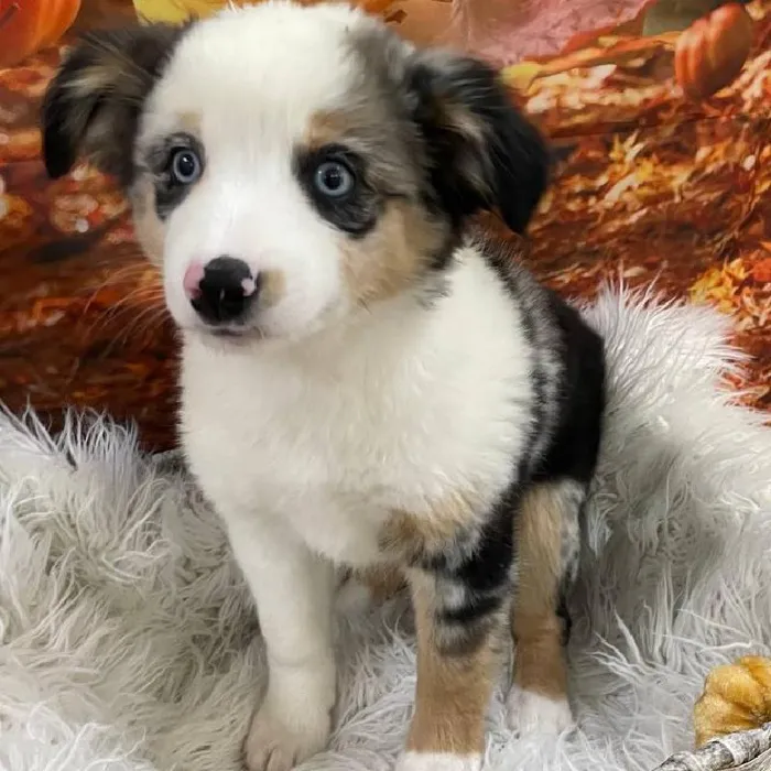 Female Australian Shepherd Puppy for Sale in Monroeville, PA