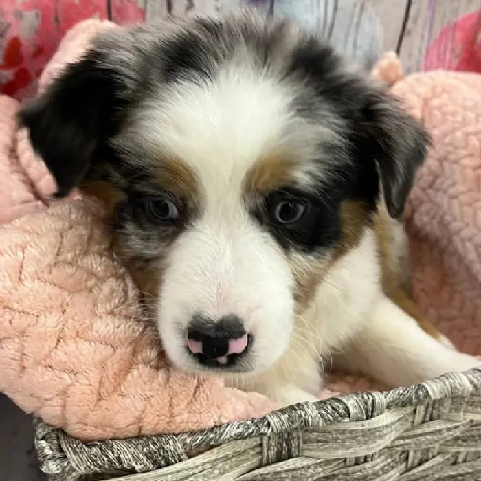 Male Australian Shepherd Puppy for Sale in Monroeville, PA