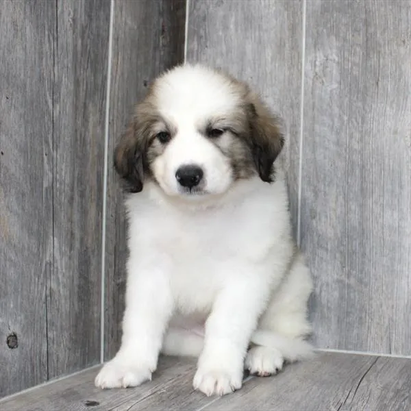 Male Great Pyrenees puppy named Charles for sale at Petland Monroeville.