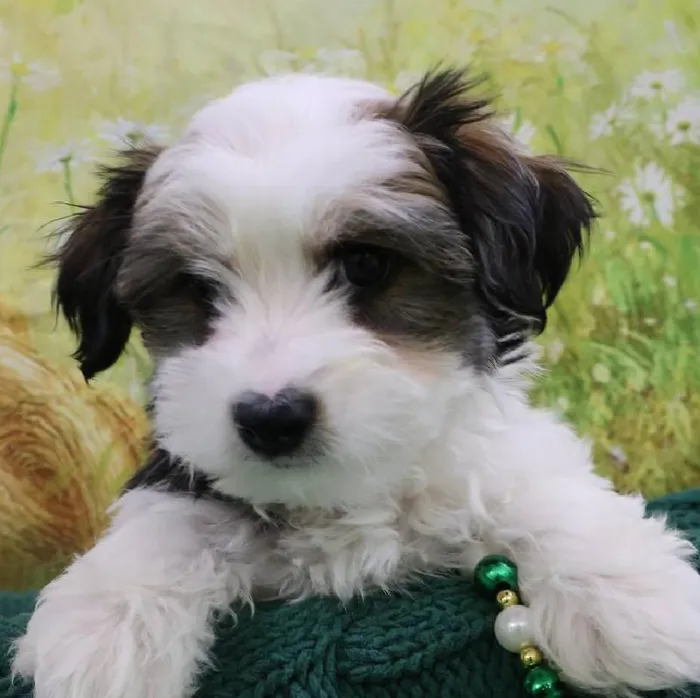 Male Morkie Puppy for Sale in Monroeville, PA