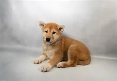 Male Shiba Inu puppy for sale at Petland Monroeville.