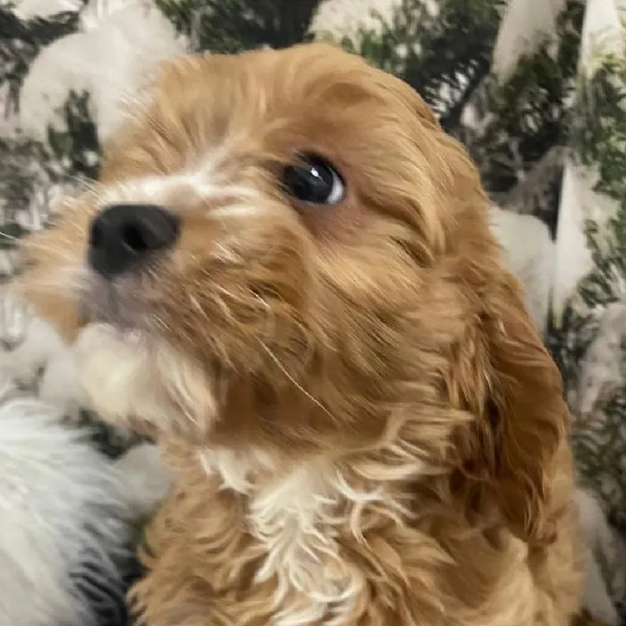 Male Cavapoo Puppy for Sale in Monroeville, PA