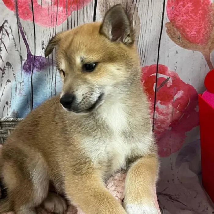 Male Shiba Inu Puppy for Sale in Monroeville, PA