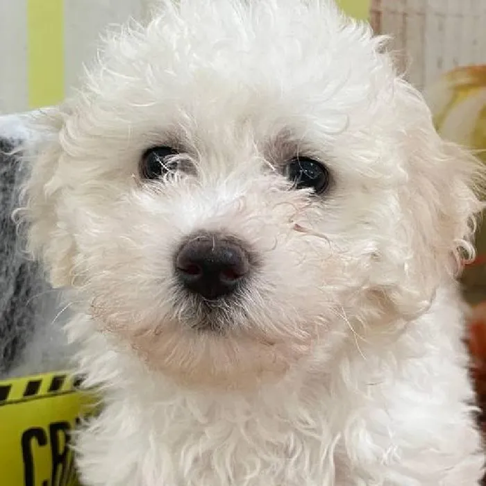 Female Bichon Puppy for Sale in Monroeville, PA