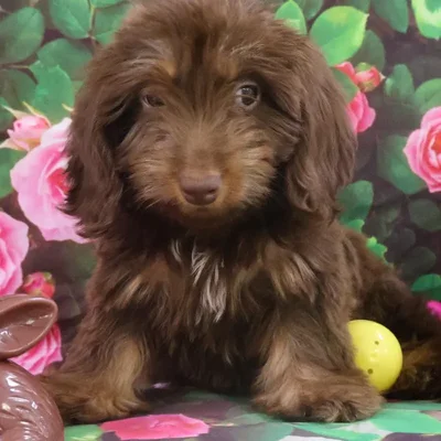Female Dachshund Puppy for Sale in Monroeville, PA