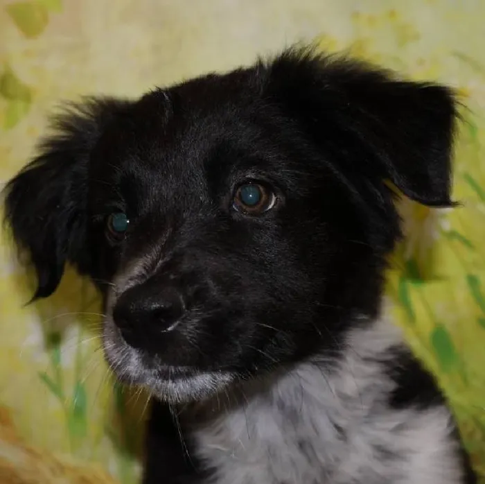 Female Border Collie puppy named Sonya for sale at Petland Monroeville.
