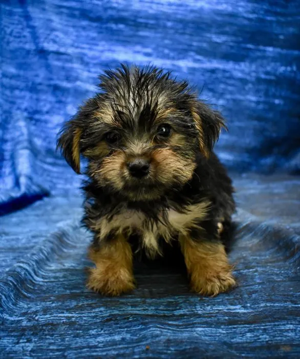 Female Yorkie puppy named Camie for sale at Petland Monroeville.