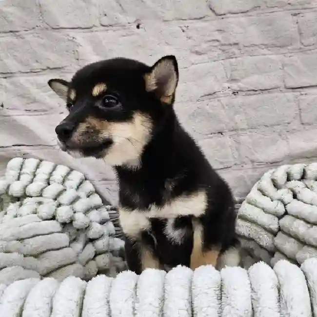 Female Shiba Inu Puppy for Sale in Monroeville, PA