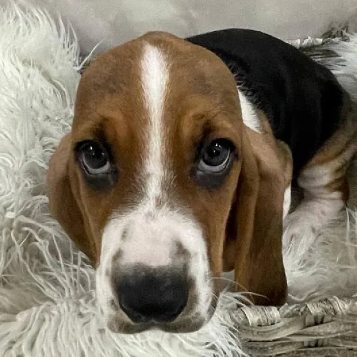 Male Basset Hound Puppy for Sale in Monroeville, PA