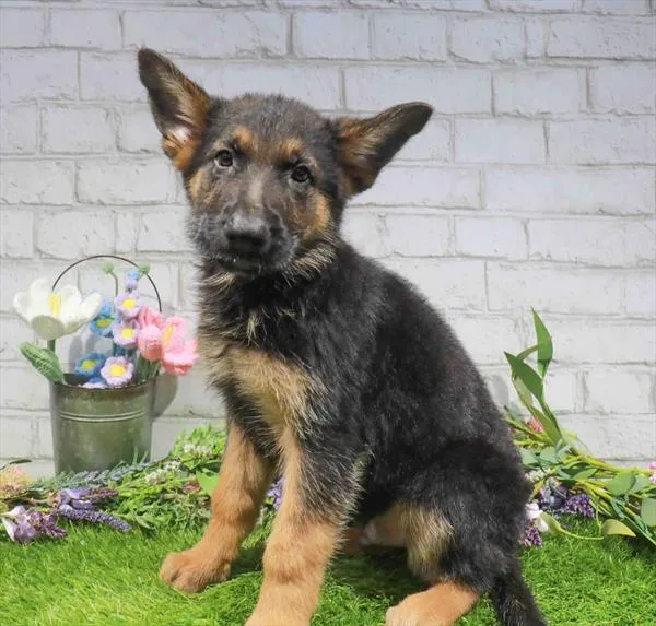 Male German Shepherd puppy named Danny for sale at Petland Monroeville.