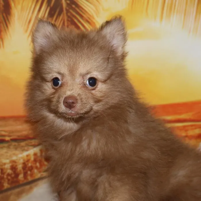 Male Pomeranian puppy named Kol for sale at Petland Monroeville.
