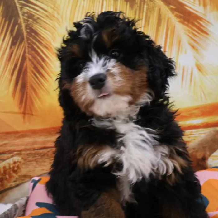 Female Mini Bernadoodle Puppy for Sale in Monroeville, PA