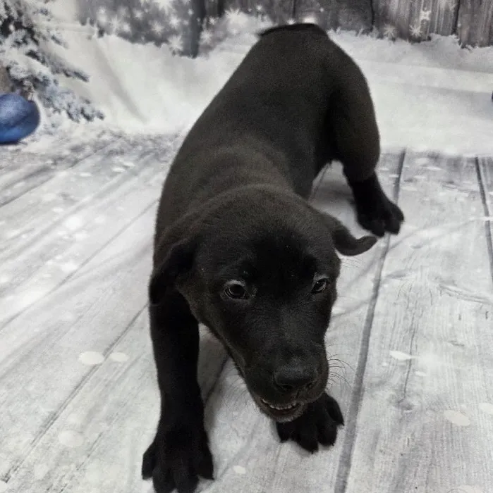 Male Labrador Retriever Puppy for Sale in Monroeville, PA