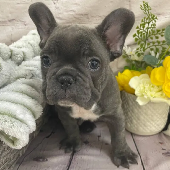 Male French Bulldog Puppy for Sale in Monroeville, PA